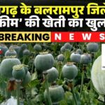 दुर्ग के बाद अब बलरामपुर में अफीम ही अफीम-छत्तीसगढ़ में नशा का पर्दाफाश।