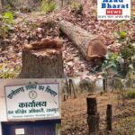 अवैध पेड़ों की कटाई जारी, ठूंठ बने सबूत… आखिर जिम्मेदार कौन? वन विभाग नदारद।