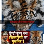 डिप्टी रेंजर बना शिकारी गिरोह का मुखबिर!बाघ-तेंदुए का शिकार, जंगल में पकाकर खाया मांस